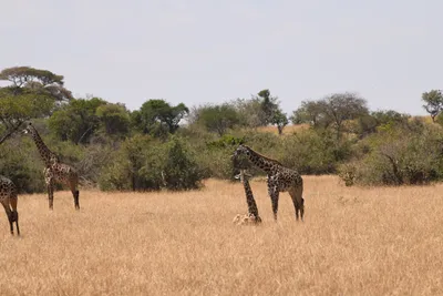 DSC_3528 (Large).JPG